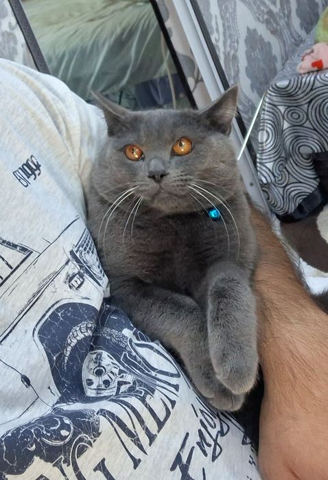 Британ киз мушукларни учрашувга таклиф килади .