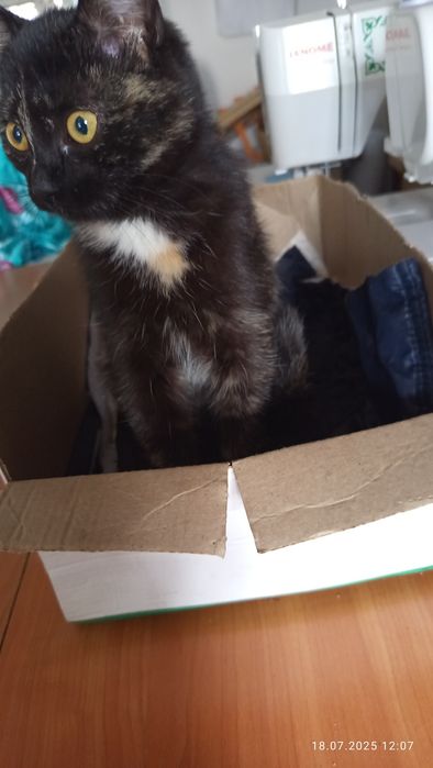 Кошечка  Тартишка