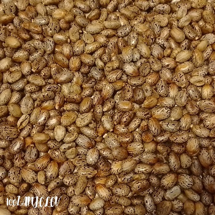 Семена Рицин (кърлеж)