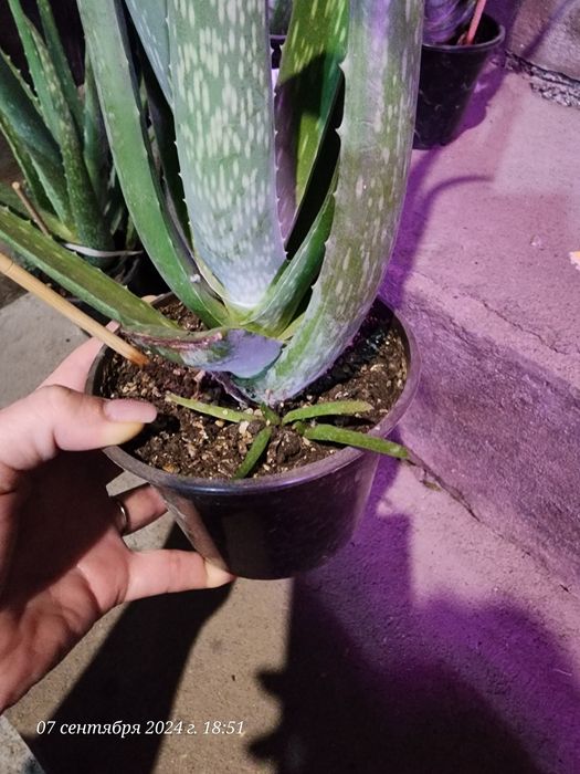 Продам Алоэ Вера 5 лет