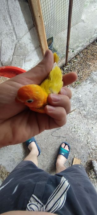 Agaporis Fisher de vânzare/schimb  papagal