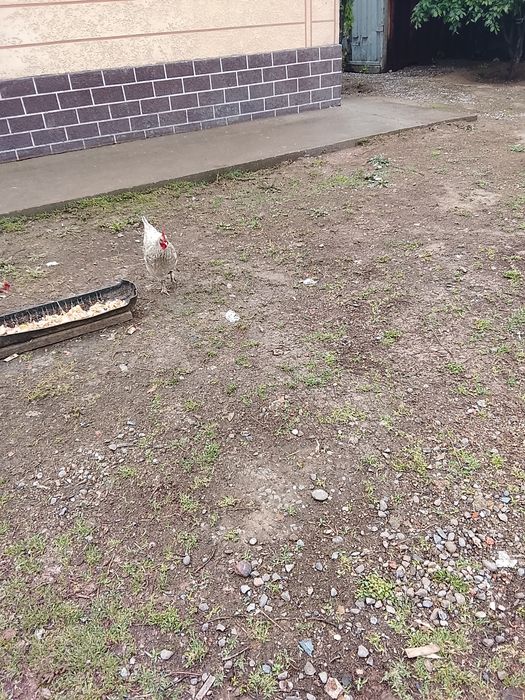 Адилер тауықтары