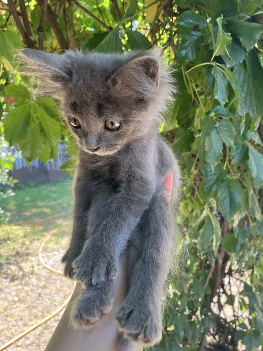 Котик ищет дом. Срочно. Серый