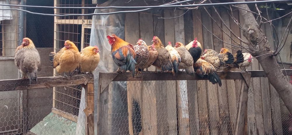 Găini turcești de casa