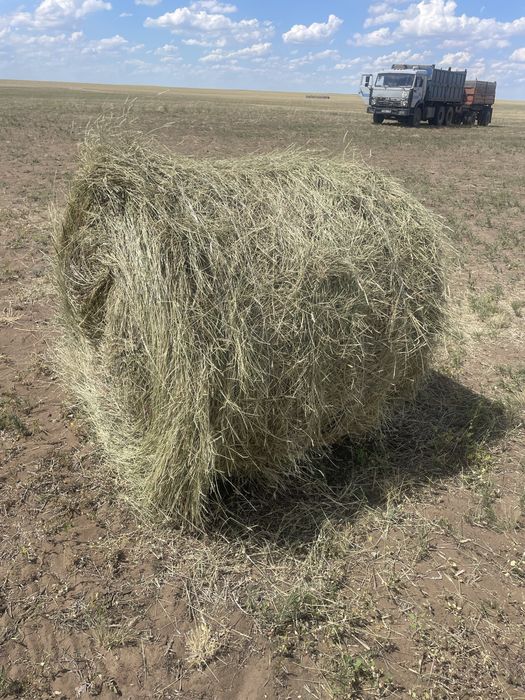 Сено в рулонах житняк