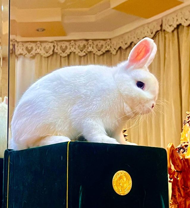 Кролики элитной породы