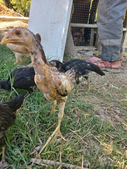 Куланги хўроз товуқчалар 100 % соғлом