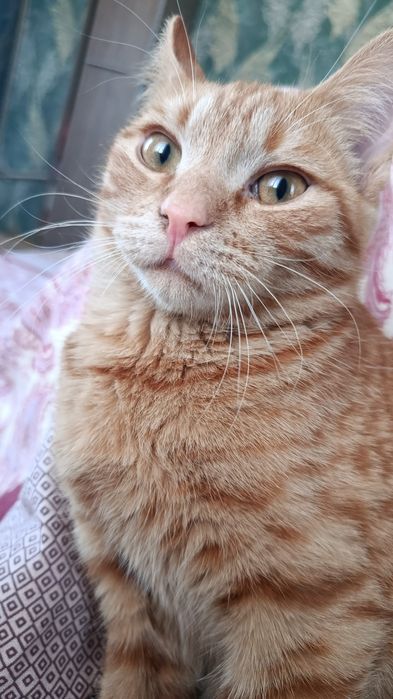 Отдам/продам котика в свой дом