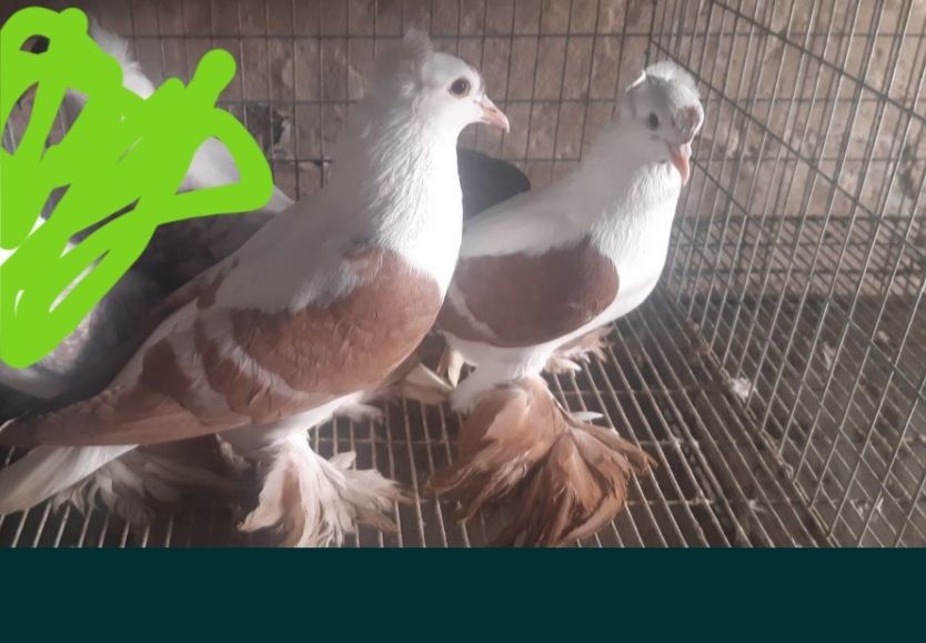 De vanzare Randunele de Saxonia