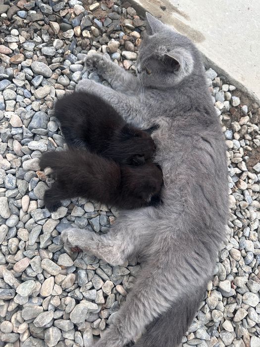 Britanskiy parodyali aqiliy mushuk