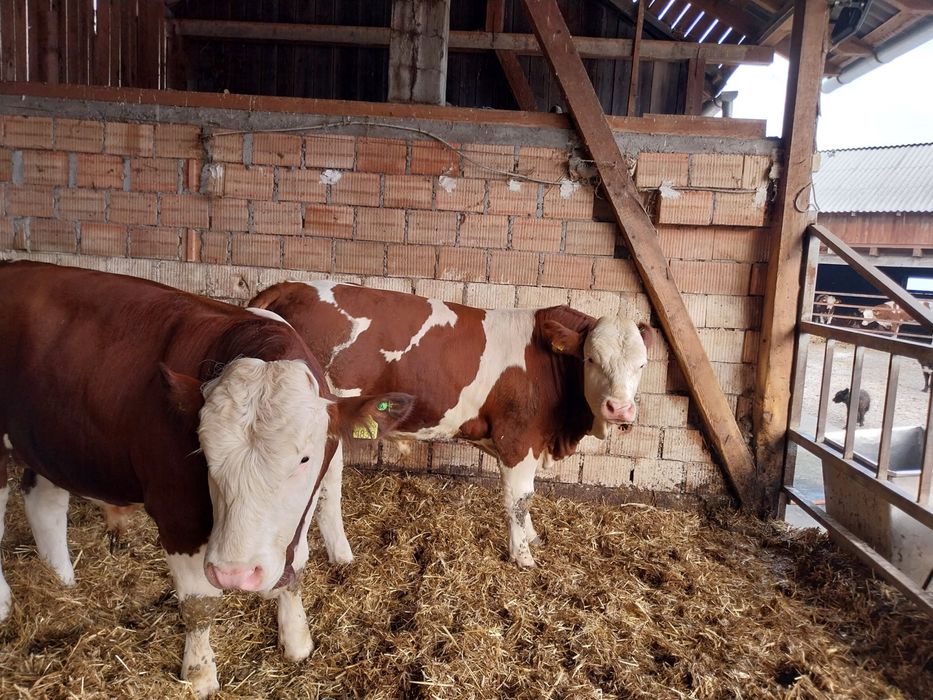 Tauri pentru montă naturală