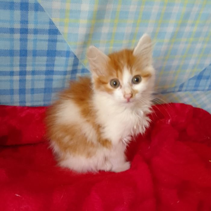 Котёнок мальчик в добрые руки