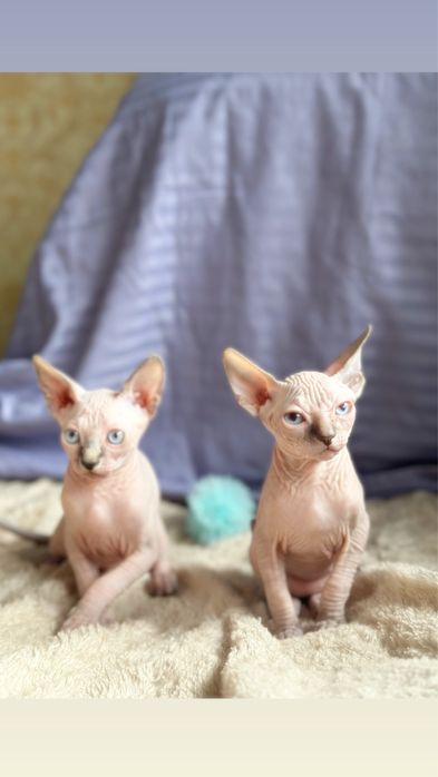 Котята кандского сфинкса