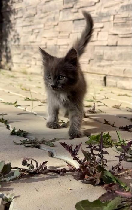 Отдам дымчатого котенка