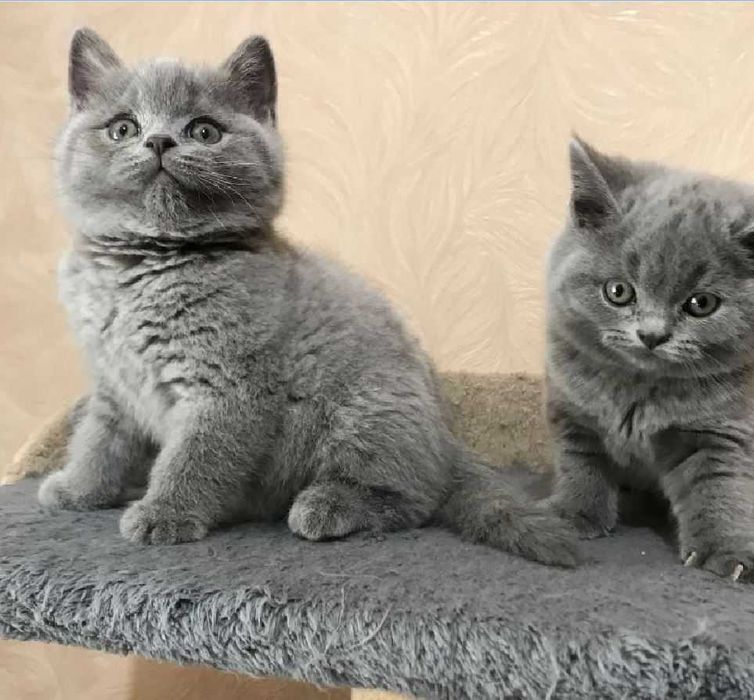 Британская кошка