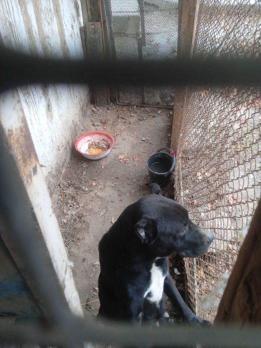 Pitbull it urgochi sotiladi