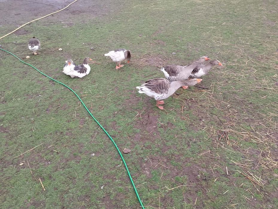 Продавам гъски и гъсета