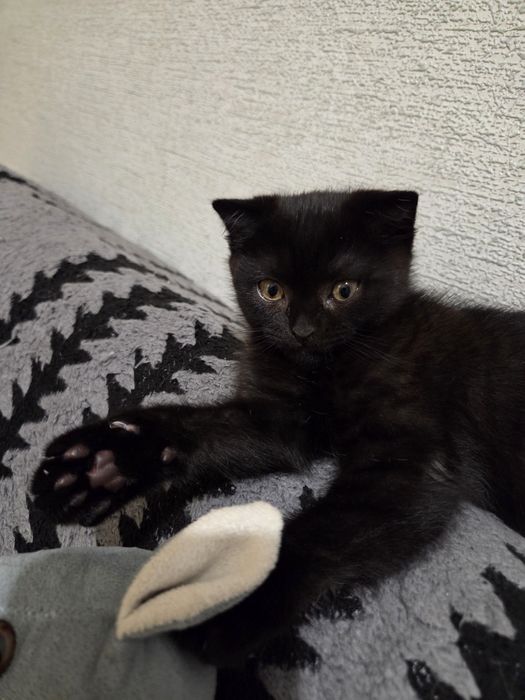 Продам породистого котёнка.