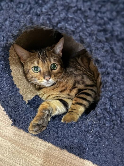 Qiz bola Bengal sotiladi xamma narsalari bilan