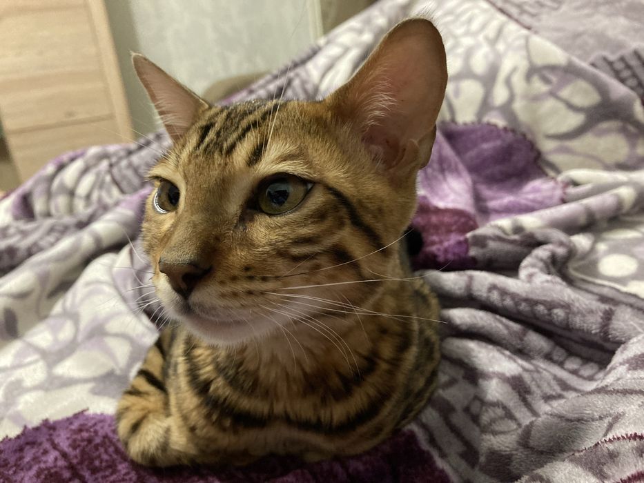 Пропал кот бенгал.