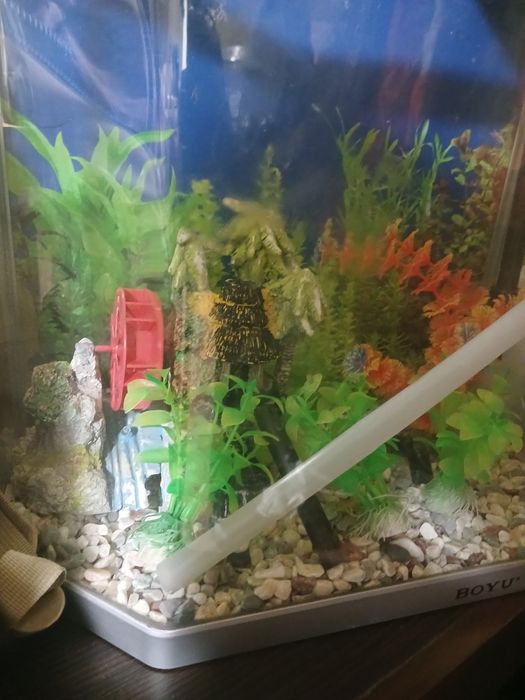 Аквариум без рыбок