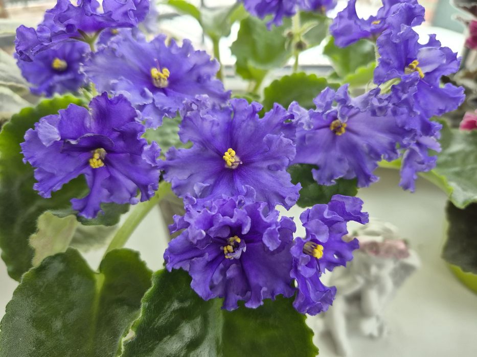 Шикарные цветущие фиалки!