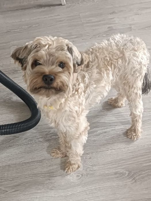 Пропал любимый пес