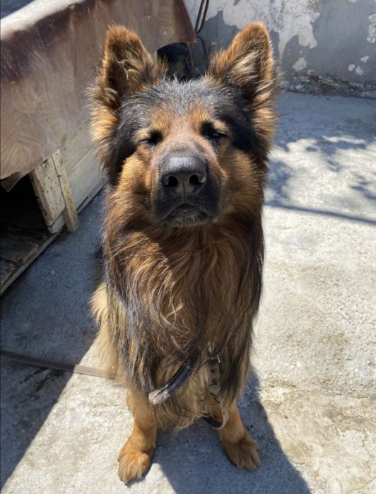 Вязка,Кабель Породистой Овчарки , Ovcharka erkak It juftlash uchun