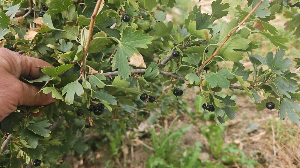 Растения,кусарники