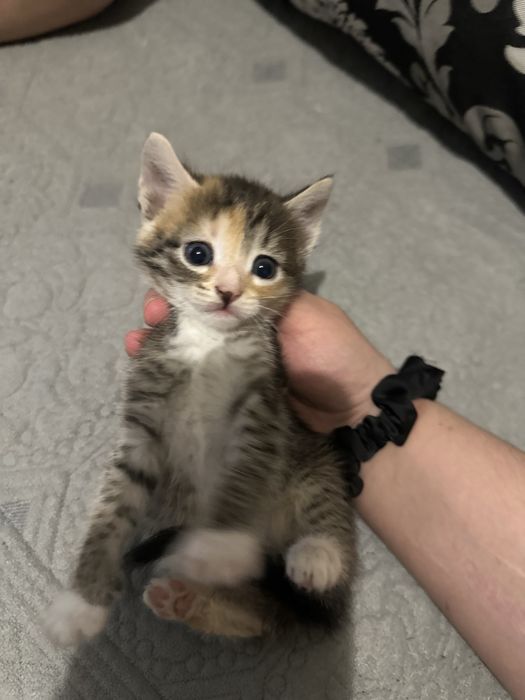 Котята бесплатно