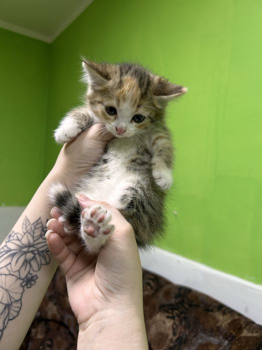 Кошечка ищет дом!