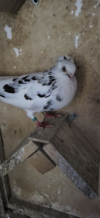 Porumbei jucători