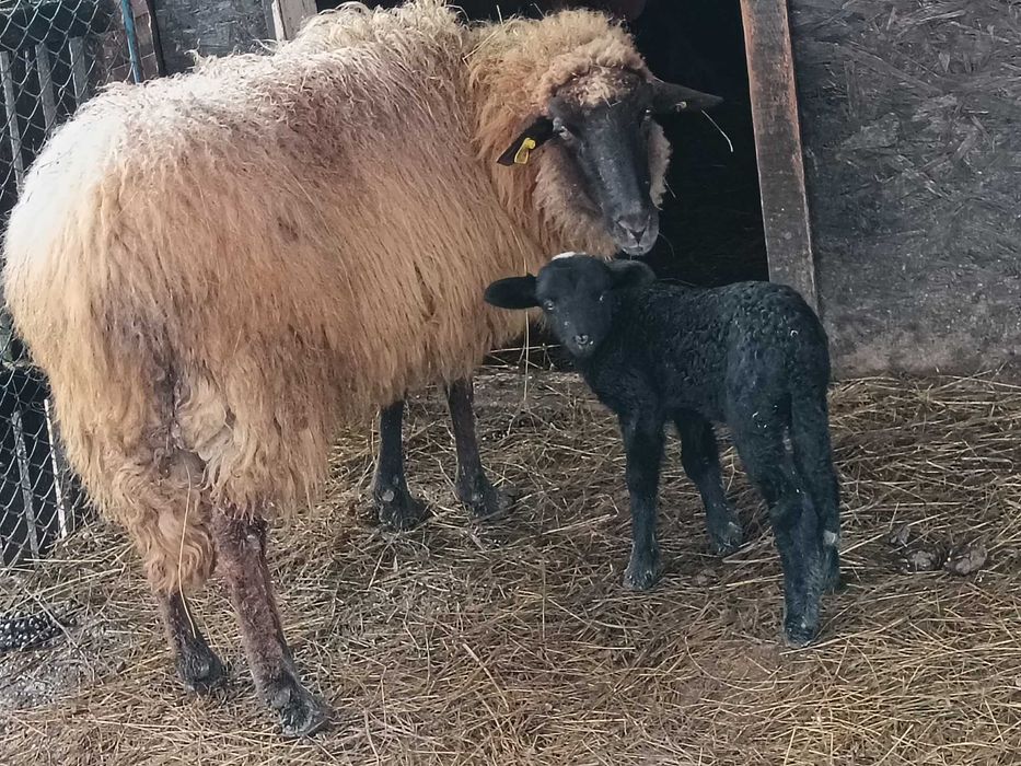 De vînzare berbecuț cărăbaș original.