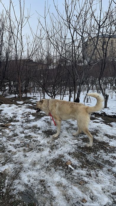 Алабай для вязки