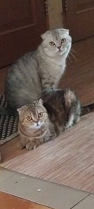 Продам вислоухих