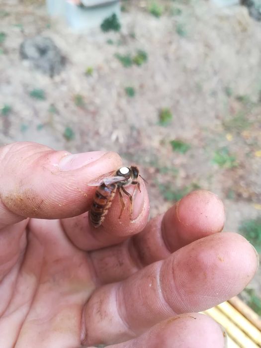 Пчелни семейства,  Отводки, Кошери