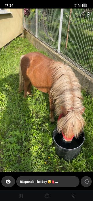 Ponei (armăsar)blond de vânzare