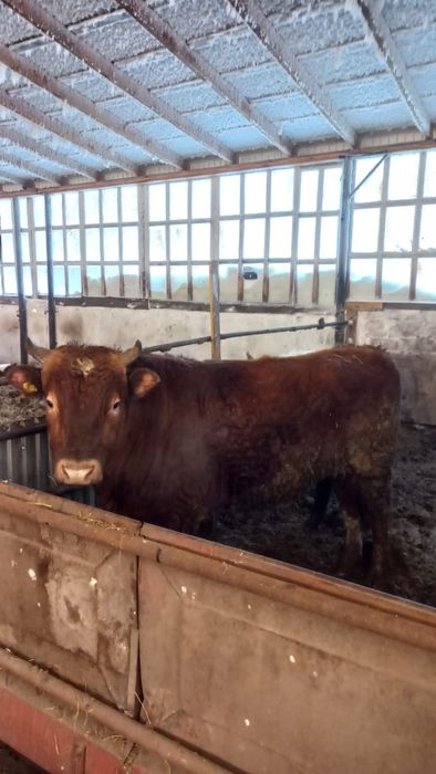 Продам бычка 1,5 года