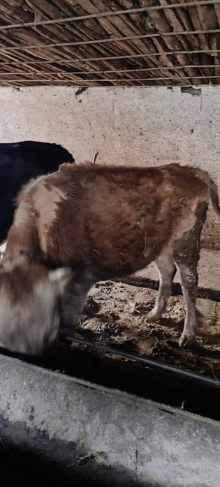 Продам тёлку стельная