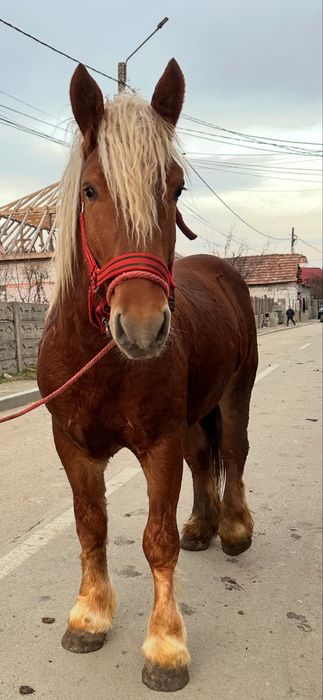 De vanzare manz de 2 ani invatat la utilaje si calarie fff bland