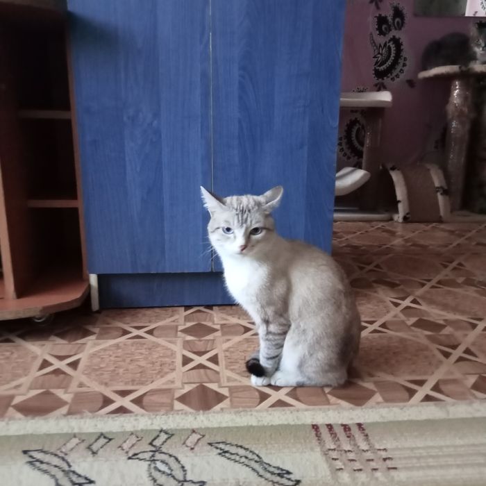 Отдам в хорошие, добрые руки.и