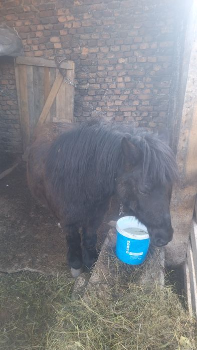 Vând un cal frizian și un ponei cu detalii 0732 907 86