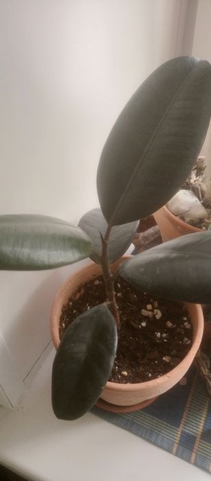 Продам комнатные цветы