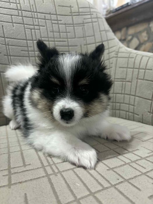 Немски шпиц мъници