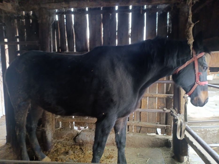 Продам кобылу алв