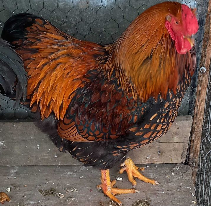 Vand wiandot Auriu /Argintiu