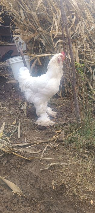 Brama hõroz sotladi