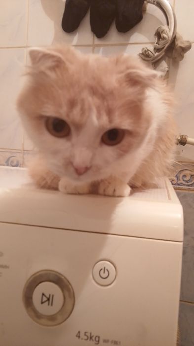 Кот шотландский вислоухий вязка .