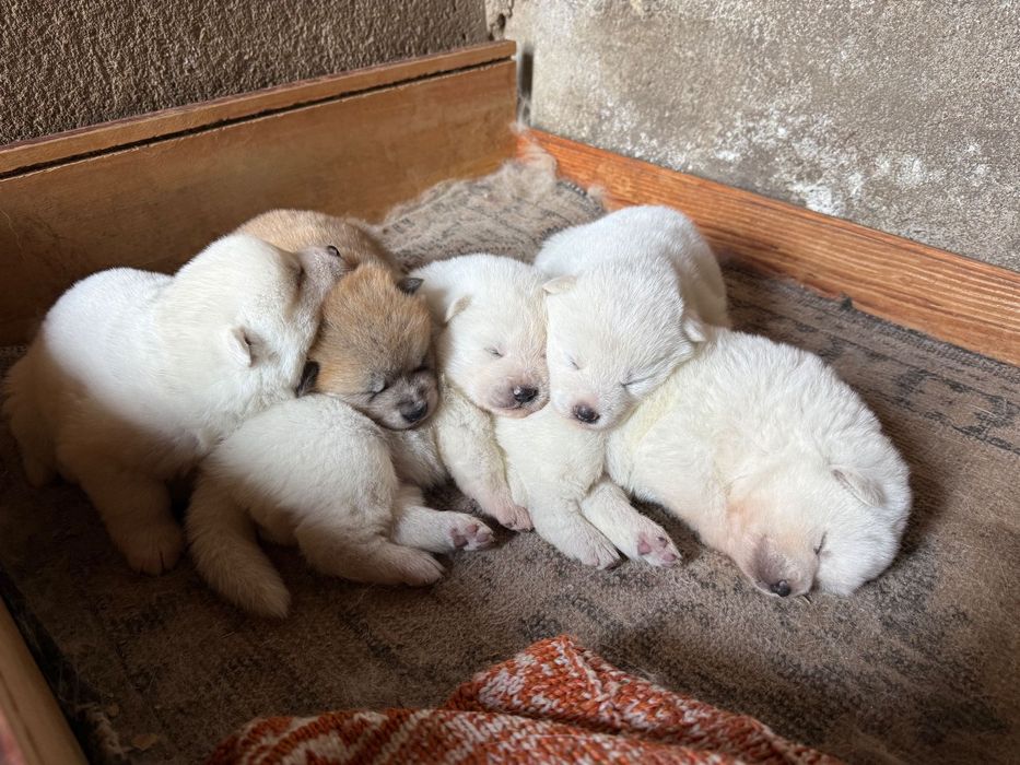 Акита ину кученца