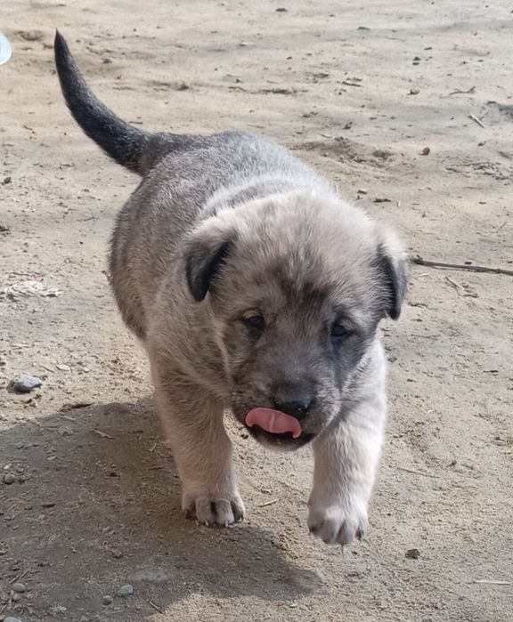 Alabay it erkak 1 oylik